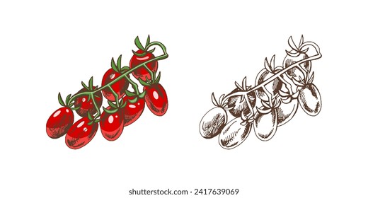 Hand-drawn colored and monochrome vector sketch  of cherry tomatoes on bunch.  Doodle vintage illustration. Decorations for the menu of cafes and labels. Engraved image.  