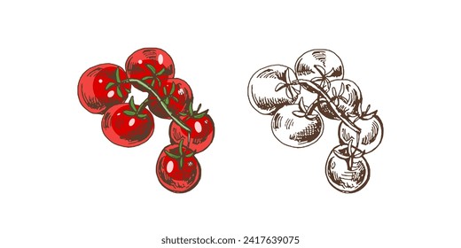 Hand-drawn colored and monochrome vector sketch  of cherry tomatoes on bunch.  Doodle vintage illustration. Decorations for the menu of cafes and labels. Engraved image.  