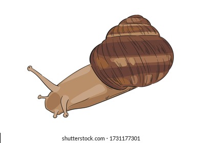 Hand-drawn colored vector garden snail, view from top. Stylized element for cosmetic packaging design, logo, label or banner. Sketch line art illustration.