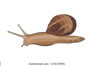 Hand-drawn colored vector garden snail. Sketch line art illustration. Stylized element for cosmetic packaging design, logo, label or banner. 