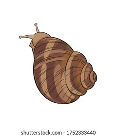 Hand-drawn colored vector garden snail, view from top. Sketch stylized illustration. Isolated element for cosmetic packaging design, logo, label or banner. 