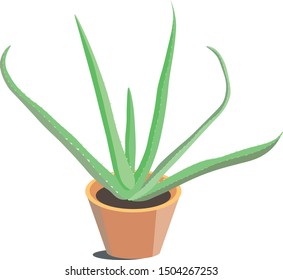 Hand-drawn colored vector illustration of growing aloe vera in pot on white background. 