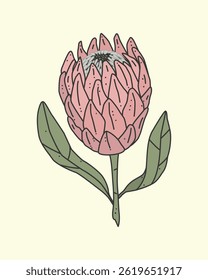 Hand-drawn colored vector of a protea flower. Delicate botanical illustration with soft pastel tones. Ideal for floral patterns, wedding invitations, wall art, branding, packaging, and stationery.