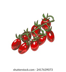 Hand-drawn colored vector sketch  of cherry tomatoes on bunch.  Doodle vintage illustration. Decorations for the menu of cafes and labels. Engraved image.  