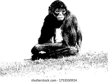 
hand-drawn colovus monkey sitting on the grass