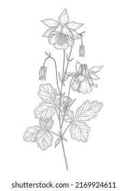 Hand-drawn columbine flower illustration. Botanical illustration of summer wildflower. Elegant floral drawing for wedding, card, cover or brand design