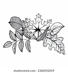 Hand-drawn composition of autumn leaves in doodle style. Vector illustration isolated on white background.