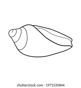 Hand-drawn cone shell of engraved line. Design element for invitations, greeting cards, posters, banners, flyers and more. Vector illustration isolated on white background.