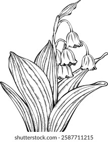 Hand-drawn Convallaria Majalis (Lily of the Valley) Line Art Illustration