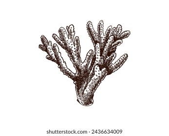 Hand-drawn coral sketch. Underwater tropical reef element. Vector engraved illustrations isolated on white background.