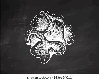 Hand-drawn coral sketch. Underwater tropical reef element. Vector engraved illustrations isolated on chalkboard background.