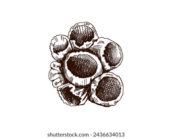 Hand-drawn coral sketch. Underwater tropical reef element. Vector engraved illustrations isolated on white background.