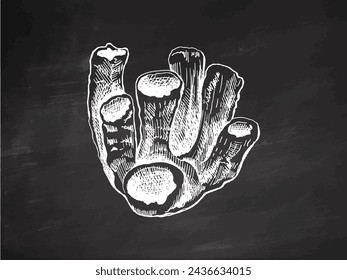 Hand-drawn coral sketch. Underwater tropical reef element. Vector engraved illustrations isolated on chalkboard background.