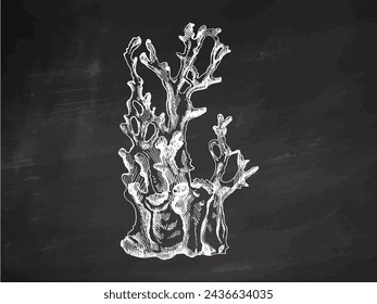 Hand-drawn coral sketch. Underwater tropical reef element. Vector engraved illustrations isolated on chalkboard background.