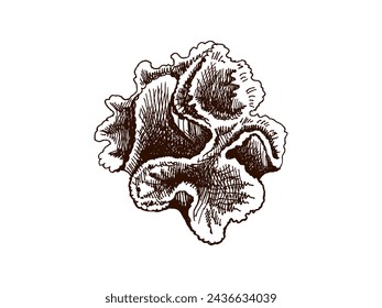 Hand-drawn coral sketch. Underwater tropical reef element. Vector engraved illustrations isolated on white background.