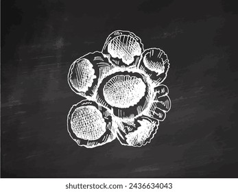 Hand-drawn coral sketch. Underwater tropical reef element. Vector engraved illustrations isolated on chalkboard background.