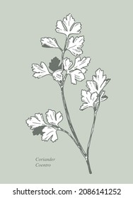 Obtenido a mano. Coriander en vectores, capas de diseño separadas, relleno blanco y fondo verde.