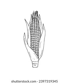 Hand-drawn Corn. Botanical drawing of field maize stalk with leaf. Corn cobs and grain. Botanical vector illustration isolated on a white background.