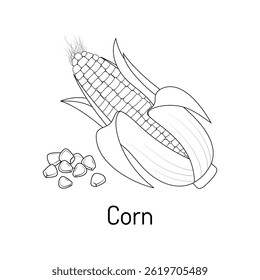 Hand-drawn corn cob with kernels and husk, black and white vector illustration. Perfect for coloring pages, educational materials, and food-related designs.