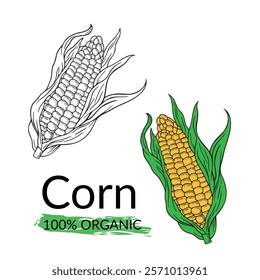 Hand-drawn corn illustration. Fresh fruit design. Engraving