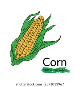 Hand-drawn corn illustration. Fresh fruit design. Engraving