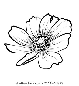 hand-drawn cosmea flower vector illustration