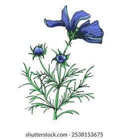 Hand-drawn cosmea flower. Vector illustration. Elements in graphic style label, sticker, menu, package. Engraved style illustration.