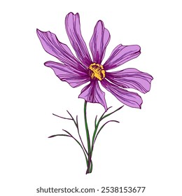 Hand-drawn cosmea flower. Vector illustration. Elements in graphic style label, sticker, menu, package. Engraved style illustration.
