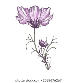 Hand-drawn cosmea flower. Vector illustration. Elements in graphic style label, sticker, menu, package. Engraved style illustration.