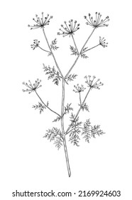 Hand-drawn Cow Parsley Flower Illustration. Botanical Illustration Of Summer Wildflower. Elegant Floral Drawing For Wedding, Card, Cover Or Brand Design