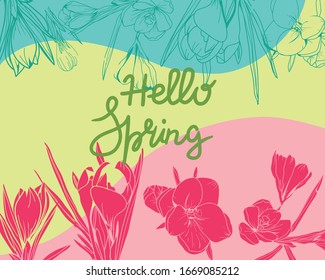 Hand-drawn crocus floral elements spring background. Hello Spring lettering. Hello spring vector concept design for banner, illustration, card, background.