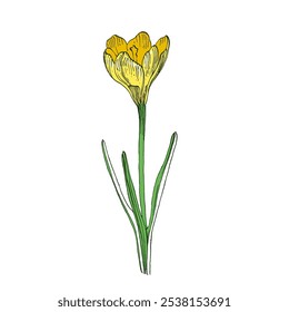 Handgezeichnete Krokusblume. Vektorgrafik. Elemente in grafischem Stil Label, Aufkleber, Menü, Paket. Illustration mit eingraviertem Stil.