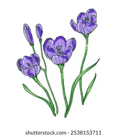 Hand-drawn Crocus flower. Vector illustration. Elements in graphic style label, sticker, menu, package. Engraved style illustration.