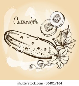 Hand-drawn cucumber with flower, leaf and sliced. Vector illustration.