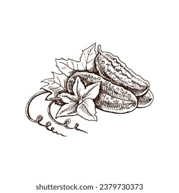 Hand-drawn cucumbers illustration in sketch style. Vector  vegetables. Vintage doodle illustration. Sketch for cafe menus and labels. The engraved image. Harvesting.