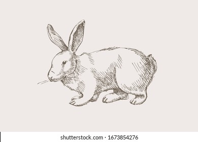 Hand  drawn cute rabbit pet light background  White hare wild forest beast  Vintage vector illustration 