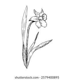 Hand-drawn daffodil flower in the style of engraving.