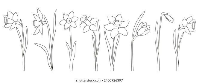 Hand-Drawn Daffodil Flowers Coloring Page For Kids Is A Black And White Vector Illustration Suitable For Printing