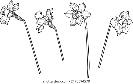 Hand-drawn daffodils. Black and white image on white background.