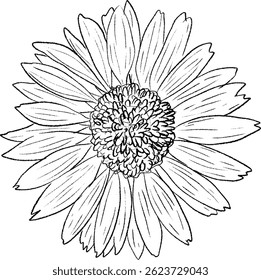 A handdrawn daisy illustration, displaying delicate artistry and charm for creative uses