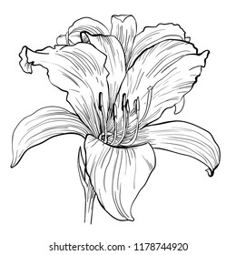 Handdrawn daylily flower