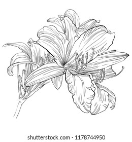 Handdrawn daylily flower