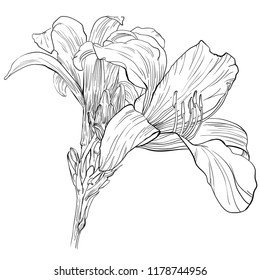 Handdrawn daylily flower