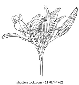 Handdrawn daylily flower