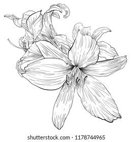 Handdrawn daylily flower