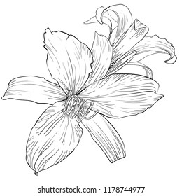 Handdrawn daylily flower