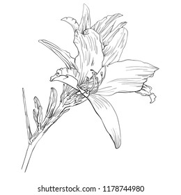 Handdrawn daylily flower