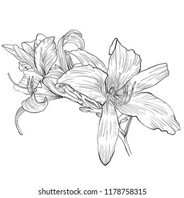 Handdrawn daylily flower
