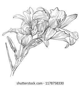 Handdrawn daylily flower
