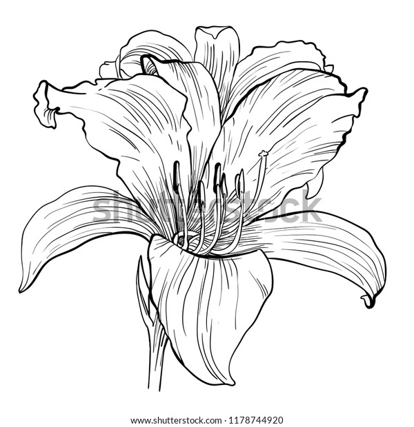 Handdrawn Daylily Flower Stock Vector (Royalty Free) 1178744920 ...